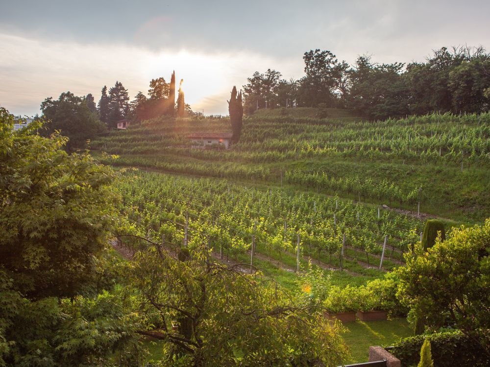 Vineyards