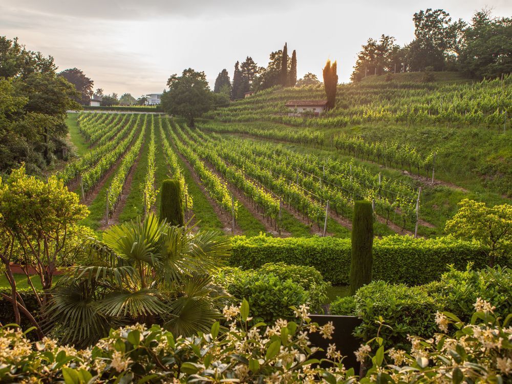 Vineyards