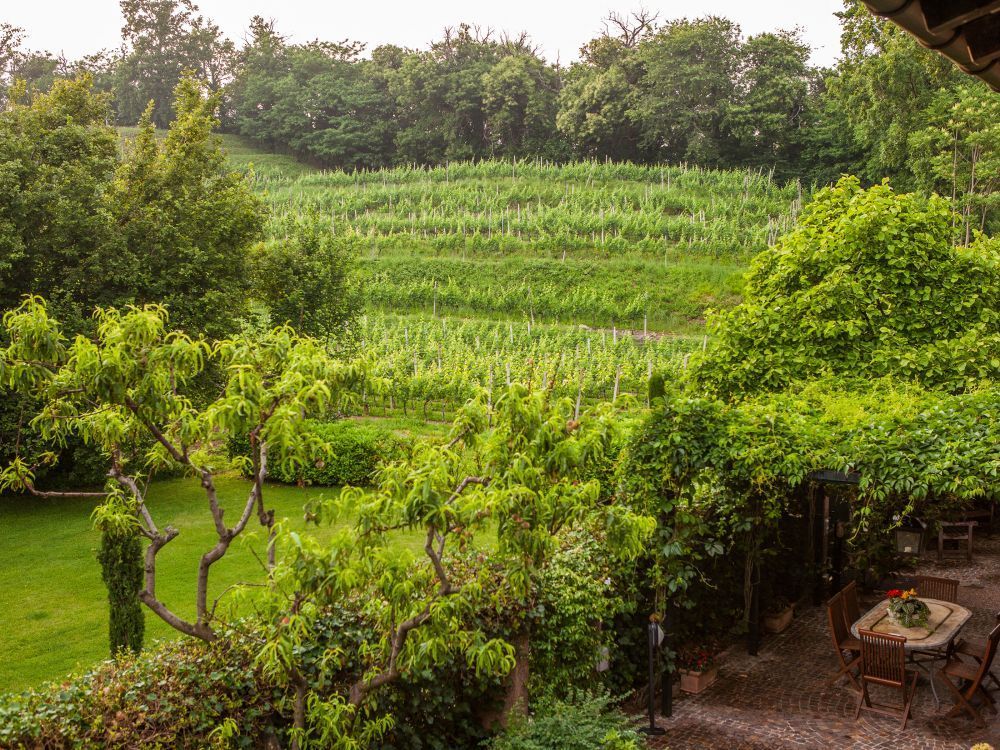Vineyards