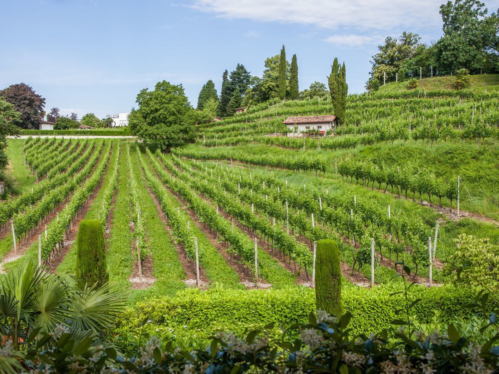 Vineyards